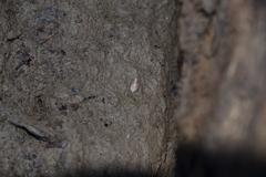 Leucophytia bidentata