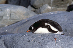 Gentoo Penguin photo 3