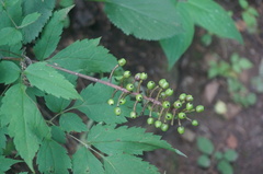 Actaea asiatica