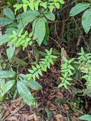 Lygodium microphyllum