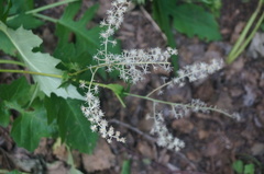 Actaea dahurica