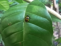 Aegithus quadrinotatus