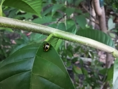 Aegithus quadrinotatus