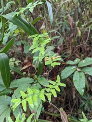 Lygodium microphyllum