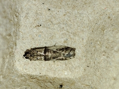 Pseudacrobasis tergestella
