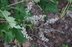 Actaea dahurica