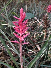Aechmea distichantha