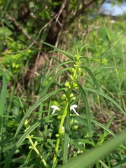 Leucas longifolia