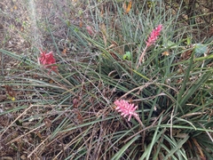 Aechmea distichantha