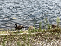 Branta canadensis