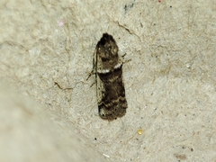 Pseudacrobasis tergestella