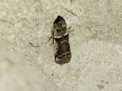 Pseudacrobasis tergestella
