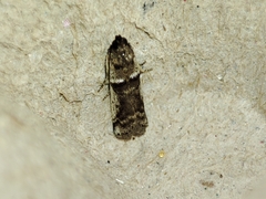 Pseudacrobasis tergestella