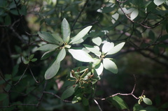 Rhododendron micranthum