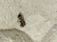 Pseudacrobasis tergestella