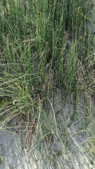 Equisetum × moorei