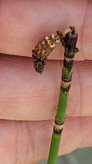 Equisetum × moorei