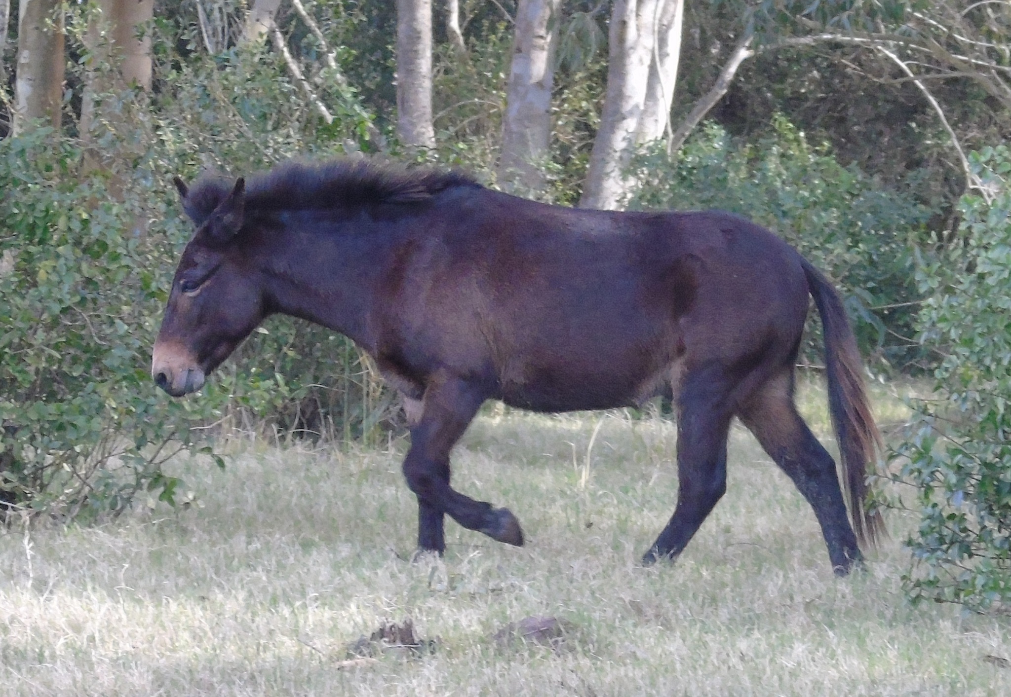 Donkey And Horse Hybrid In Tamil