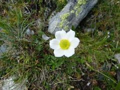 Pulsatilla alpina