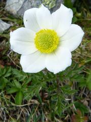 Pulsatilla alpina