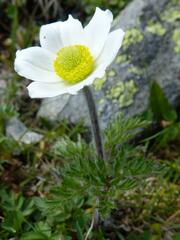 Pulsatilla alpina