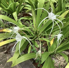 Hymenocallis littoralis