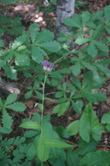 Saussurea parviflora