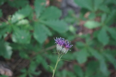 Saussurea parviflora