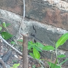 Erythrodiplax umbrata