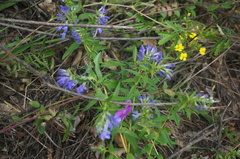 Scutellaria baicalensis