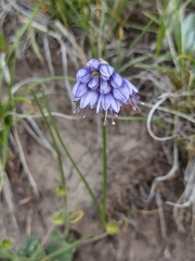 Allium cyaneum