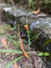Trimezia martinicensis