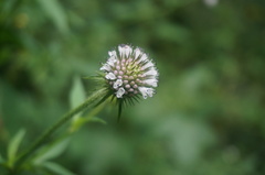Dipsacus japonicus