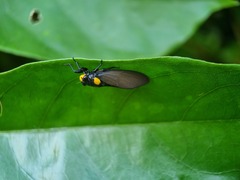 Huechys fusca