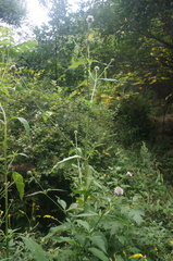 Dipsacus japonicus