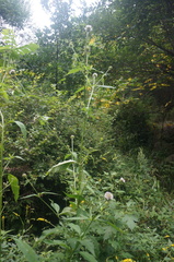 Dipsacus japonicus