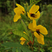 Partridge Pea - Photo (c) Fritz Flohr Reynolds, some rights reserved (CC BY-SA)