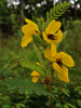 Partridge Pea - Photo (c) Fritz Flohr Reynolds, some rights reserved (CC BY-SA)