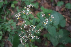 Aster scaber