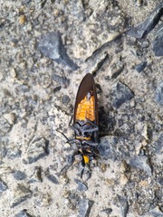 Huechys fusca