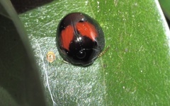 Argopistes coccinelliformis