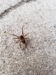 Steatoda