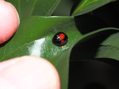 Argopistes coccinelliformis