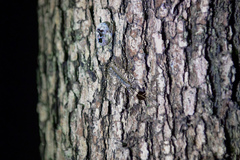 Thereuonema tuberculata