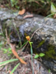 Trimezia martinicensis