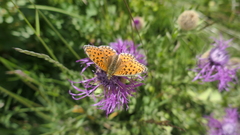Argynnis niobe
