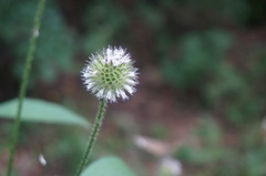 Dipsacus japonicus