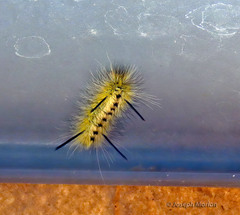 Lophocampa mixta