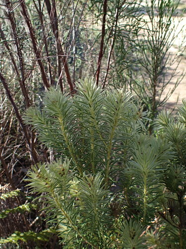 Image of Phylica plumosa by (c) Ren Hoekstra, some rights reserved (CC BY)