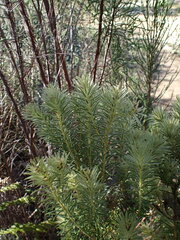 Phylica plumosa, photograph Ren Hoekstra, CC BY, iNaturalist via GBIF